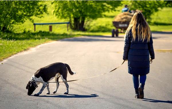 ### Влияние копания на собак и окружающую их среду