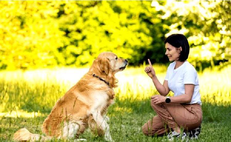 Подготовка к неожиданностям: Основы обучения собак оказанию первой помощи