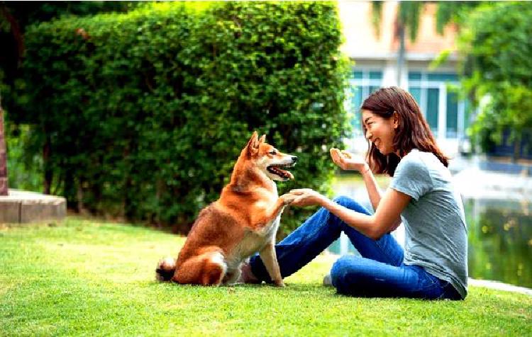 Осознанные дворняги: приложения для медитации для тревожных собак