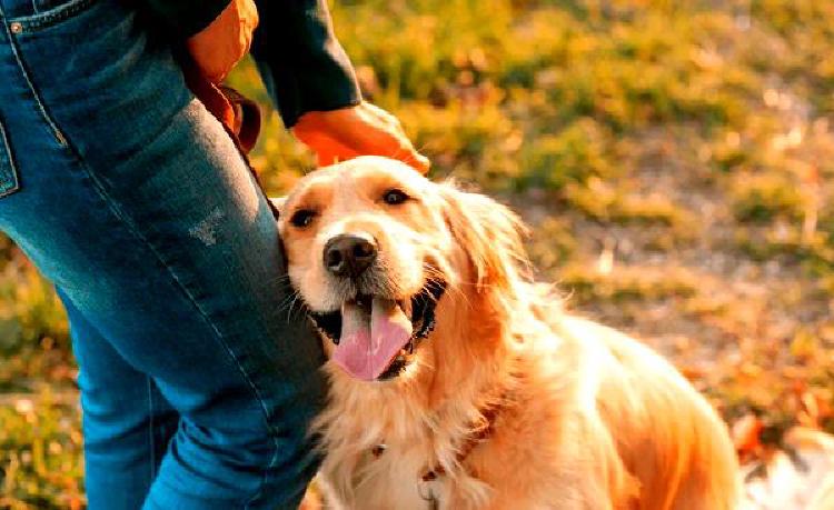 Общение - это ключ к успеху: Научите Вашу собаку подавать сигналы о помощи